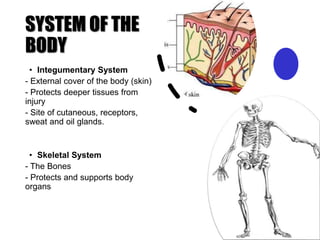 SYSTEM OF THE
BODY
• Integumentary System
- External cover of the body (skin)
- Protects deeper tissues from
injury
- Site of cutaneous, receptors,
sweat and oil glands.
• Skeletal System
- The Bones
- Protects and supports body
organs
 