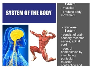SYSTEM OF THE BODY
• Muscular
System
- muscles
- produce body
movement
• Nervous
System
- consist of brain,
sensory receptor,
nerves, spinal
cord
- control
homeostasis by
stimulating
particular
muscles
contraction and
 