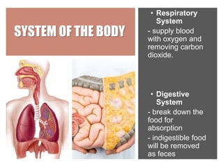 SYSTEM OF THE BODY
• Respiratory
System
- supply blood
with oxygen and
removing carbon
dioxide.
• Digestive
System
- break down the
food for
absorption
- indigestible food
will be removed
as feces
 