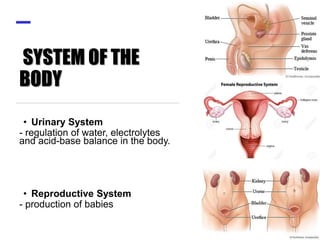 SYSTEM OF THE
BODY
• Urinary System
- regulation of water, electrolytes
and acid-base balance in the body.
• Reproductive System
- production of babies
 