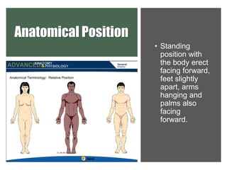 Anatomical Position
• Standing
position with
the body erect
facing forward,
feet slightly
apart, arms
hanging and
palms also
facing
forward.
 