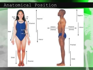 Anatomical Position
 