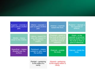 Superior – (cranial) a
part is above another
part.
Inferior – (caudal) a
part is below another
part.
Anterior – (ventral)
toward the front.
Posterior – (dorsal) is
the opposite of
anterior.
Medial – means
closer to the midline.
Lateral – toward the
side with respect to
the imaginary
midline.
Proximal – closer to
the trunk of the body
or closer to another
specified point of
reference.
Distal – is the
opposite of proximal,
meaning farther from
the trunk or from a
point of reference.
Superficial – means
situated near the
surface.
Peripheral – means
outward or also near
the surface.
External – outside
the body.
Internal – inside the
body.
Parietal – pertaining
to the walls of a
cavity.
Visceral – pertaining
to the organs within a
cavity.
 