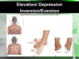 Elevation/ Depression
Inversion/Eversion
 