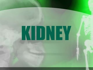 KIDNEY
 