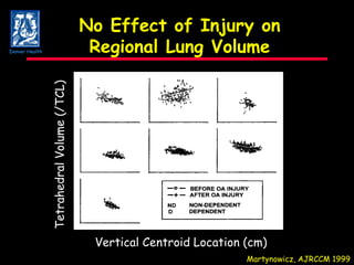 No Effect of Injury on Regional Lung Volume Tetrahedral Volume (/TCL) Vertical Centroid Location (cm) Martynowicz, AJRCCM 1999 Denver Health 