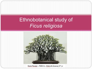Ethnobotanical study of
Ficus religiosa
 