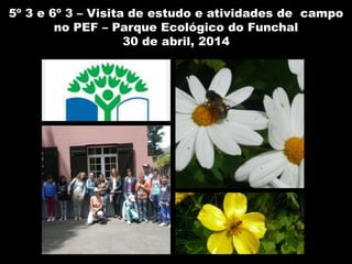 5º 3 e 6º 3 – Visita de estudo e atividades de campo
no PEF – Parque Ecológico do Funchal
30 de abril, 2014
 