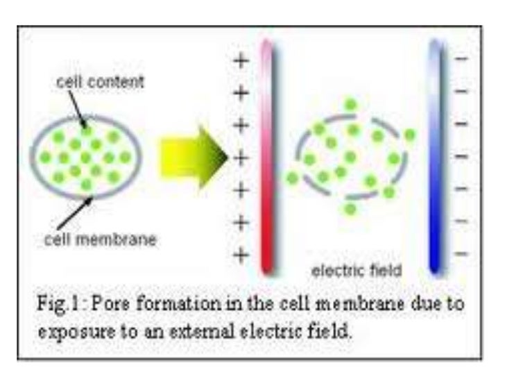 Pulsed electric field