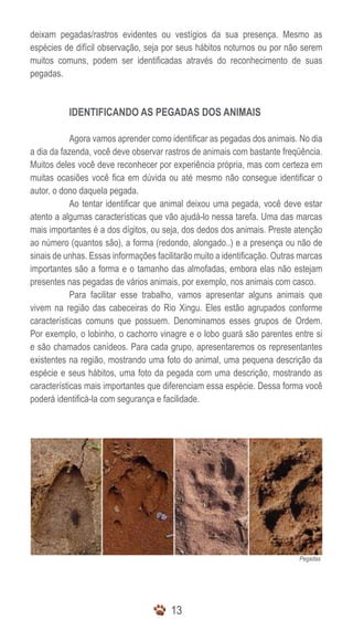 deixam pegadas/rastros evidentes ou vestígios da sua presença. Mesmo as
espécies de difícil observação, seja por seus hábitos noturnos ou por não serem
muitos comuns, podem ser identificadas através do reconhecimento de suas
pegadas.



           IDENTIFICANDO AS PEGADAS DOS ANIMAIS

            Agora vamos aprender como identificar as pegadas dos animais. No dia
a dia da fazenda, você deve observar rastros de animais com bastante freqüência.
Muitos deles você deve reconhecer por experiência própria, mas com certeza em
muitas ocasiões você fica em dúvida ou até mesmo não consegue identificar o
autor, o dono daquela pegada.
            Ao tentar identificar que animal deixou uma pegada, você deve estar
atento a algumas características que vão ajudá-lo nessa tarefa. Uma das marcas
mais importantes é a dos dígitos, ou seja, dos dedos dos animais. Preste atenção
ao número (quantos são), a forma (redondo, alongado..) e a presença ou não de
sinais de unhas. Essas informações facilitarão muito a identificação. Outras marcas
importantes são a forma e o tamanho das almofadas, embora elas não estejam
presentes nas pegadas de vários animais, por exemplo, nos animais com casco.
            Para facilitar esse trabalho, vamos apresentar alguns animais que
vivem na região das cabeceiras do Rio Xingu. Eles estão agrupados conforme
características comuns que possuem. Denominamos esses grupos de Ordem.
Por exemplo, o lobinho, o cachorro vinagre e o lobo guará são parentes entre si
e são chamados canídeos. Para cada grupo, apresentaremos os representantes
existentes na região, mostrando uma foto do animal, uma pequena descrição da
espécie e seus hábitos, uma foto da pegada com uma descrição, mostrando as
características mais importantes que diferenciam essa espécie. Dessa forma você
poderá identificá-la com segurança e facilidade.




                                                                            Pegadas




                                        13
 