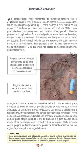 TAMANDUÁ-BANDEIRA



A   s características mais marcantes do tamanduá-bandeira são o
    focinho longo e fino, a cauda é grande dotada de pêlos compridos.
Os adultos chegam a pesar 60 kg. O corpo alcança 1,20m, mais a cauda
de quase 1 metro o que perfaz seu comprimento final em 2,20m. Suas
patas dianteiras possuem garras muito desenvolvidas, que são utilizadas
para destruir cupinzeiros. Esse animal pode ser encontrado em florestas,
campos abertos e cerrados. Alimenta-se de formigas, cupins e larvas
de besouro. É um animal solitário que se aproxima do outro somente
na hora do acasalamento. Sua gestação é de 190 dias, quando então
nasce um filhote de 1,2 kg que viverá nas costas da mãe durante um ano,
aproximadamente.
                                                                            Diego Silva


  Pegada traseira: formato
   semelhante ao de uma
  criança, com dígitos bem
     definidos e seguidos
      de marcas da unha




    Pegada dianteira é
   marcada por um circulo
     em forma de foice



A pegada dianteira de um tamanduá-bandeira é curva e voltada para
o interior da trilha do animal, posicionamento ao qual se deve a uma
adaptação do animal para evitar o desgaste das unhas e também para
facilitar a movimentação do animal devido as suas unhas compridas (cerca
de 5 cm). As pegadas produzidas são grandes. O comprimento da pata
anterior pode atingir cerca de 8 cm de diâmetro e a pata traseira pode
atingir 10 cm de comprimento e entre 6 a 7 cm de largura. Muito parecida
com a pegada do tamanduá-mirim, porém de tamanho maior e com os
dígitos bem marcados na pegada traseira.
 XENARTHRA
 Esses animais possuem uma articulação especial na coluna vertebral e apresentam os
 dentes molares pouco desenvolvidos ou, até mesmo, ausentes. Também já foram chama-
 dos de Edentata. São representantes: os tamanduás, os tatus e o bicho preguiça.

                                        23
 