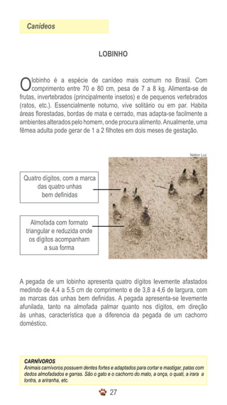 Canídeos


                                     LOBINHO



O    lobinho é a espécie de canídeo mais comum no Brasil. Com
     comprimento entre 70 e 80 cm, pesa de 7 a 8 kg. Alimenta-se de
frutas, invertebrados (principalmente insetos) e de pequenos vertebrados
(ratos, etc.). Essencialmente noturno, vive solitário ou em par. Habita
áreas florestadas, bordas de mata e cerrado, mas adapta-se facilmente a
ambientes alterados pelo homem, onde procura alimento. Anualmente, uma
fêmea adulta pode gerar de 1 a 2 filhotes em dois meses de gestação.


                                                                                 Nelton Luz




 Quatro dígitos, com a marca
      das quatro unhas
       bem definidas


     Almofada com formato
  triangular e reduzida onde
    os dígitos acompanham
          a sua forma



A pegada de um lobinho apresenta quatro dígitos levemente afastados
medindo de 4,4 a 5,5 cm de comprimento e de 3,8 a 4,6 de largura, com
as marcas das unhas bem definidas. A pegada apresenta-se levemente
afunilada, tanto na almofada palmar quanto nos dígitos, em direção
às unhas, característica que a diferencia da pegada de um cachorro
doméstico.




 CARNÍVOROS
 Animais carnívoros possuem dentes fortes e adaptados para cortar e mastigar, patas com
 dedos almofadados e garras. São o gato e o cachorro do mato, a onça, o quati, a irara a
 lontra, a ariranha, etc.

                                          27
 