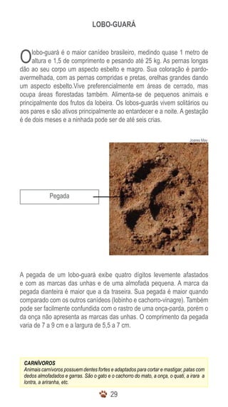 LOBO-GUARÁ



O    lobo-guará é o maior canídeo brasileiro, medindo quase 1 metro de
     altura e 1,5 de comprimento e pesando até 25 kg. As pernas longas
dão ao seu corpo um aspecto esbelto e magro. Sua coloração é pardo-
avermelhada, com as pernas compridas e pretas, orelhas grandes dando
um aspecto esbelto.Vive preferencialmente em áreas de cerrado, mas
ocupa áreas florestadas também. Alimenta-se de pequenos animais e
principalmente dos frutos da lobeira. Os lobos-guarás vivem solitários ou
aos pares e são ativos principalmente ao entardecer e a noite. A gestação
é de dois meses e a ninhada pode ser de até seis crias.

                                                                                Joares May




             Pegada




A pegada de um lobo-guará exibe quatro dígitos levemente afastados
e com as marcas das unhas e de uma almofada pequena. A marca da
pegada dianteira é maior que a da traseira. Sua pegada é maior quando
comparado com os outros canídeos (lobinho e cachorro-vinagre). Também
pode ser facilmente confundida com o rastro de uma onça-parda, porém o
da onça não apresenta as marcas das unhas. O comprimento da pegada
varia de 7 a 9 cm e a largura de 5,5 a 7 cm.




 CARNÍVOROS
 Animais carnívoros possuem dentes fortes e adaptados para cortar e mastigar, patas com
 dedos almofadados e garras. São o gato e o cachorro do mato, a onça, o quati, a irara a
 lontra, a ariranha, etc.

                                          29
 