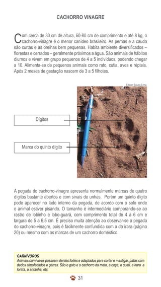 CACHORRO VINAGRE



C    om cerca de 30 cm de altura, 60-80 cm de comprimento e até 8 kg, o
     cachorro-vinagre é o menor canídeo brasileiro. As pernas e a cauda
são curtas e as orelhas bem pequenas. Habita ambiente diversificados –
florestas e cerrados – geralmente próximos a água. São animais de hábitos
diurnos e vivem em grupo pequenos de 4 a 5 indivíduos, podendo chegar
a 10. Alimenta-se de pequenos animais como rato, cutia, aves e répteis.
Após 2 meses de gestação nascem de 3 a 5 filhotes.

                                                                           Edson Souza Lima




             Dígitos




    Marca do quinto dígito




A pegada do cachorro-vinagre apresenta normalmente marcas de quatro
dígitos bastante abertos e com sinais de unhas. Porém um quinto dígito
pode aparecer no lado interno da pegada, de acordo com o solo onde
o animal estiver pisando. O tamanho é intermediário comparando-se ao
rastro de lobinho e lobo-guará, com comprimento total de 4 a 6 cm e
largura de 5 a 6,5 cm. É preciso muita atenção ao observar-se a pegada
do cachorro-vinagre, pois é facilmente confundida com a da irara.(página
20) ou mesmo com as marcas de um cachorro doméstico.



 CARNÍVOROS
 Animais carnívoros possuem dentes fortes e adaptados para cortar e mastigar, patas com
 dedos almofadados e garras. São o gato e o cachorro do mato, a onça, o quati, a irara a
 lontra, a ariranha, etc.

                                          31
 