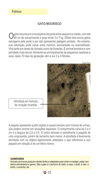 Felinos


                               GATO-MOURISCO



O     gato-mourisco é uma espécie de porte entre pequeno e médio, com até
      60 cm de comprimento e peso entre 3 e 7 kg. Difere dos outros gatos
selvagens pelo porte e por não apresentar pelagem pintada. No entanto,
sua coloração pode variar entre marrom, acinzentado ou avermelhado.
Vive tanto em áreas de cerrado como de florestas. É animal terrestre e com
atividade mais diurna. Alimenta-se principalmente de pequenos roedores e
aves. Após 70 dias de gestação vêm à luz 2 a 3 filhotes.

                                                                                 Diego Silva




    Almofada em formato
    de coração invertido




A pegada apresenta quatro dígitos e quase sempre sem marcas de unhas,
que podem ocorrer em situações especiais. O comprimento varia de 3 a 4
cm e a largura de 2,5 a 3,5. O rastro deixado é semelhante à pegada de
uma onça-parda, porém de tamanho bem menor. A almofada é levemente
afunilada com os dígitos ligeiramente afastados o que diferencia a sua
pegada em relação à de um felino menor.



 CARNÍVOROS
 Animais carnívoros possuem dentes fortes e adaptados para cortar e mastigar, patas com
 dedos almofadados e garras. São o gato e o cachorro do mato, a onça, o quati, a irara a
 lontra, a ariranha, etc.

                                          33
 