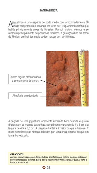 JAGUATIRICA



A   jaguatirica é uma espécie de porte médio com aproximadamente 80
    cm de comprimento e pesando em torno de 11 kg. Animal solitário que
habita principalmente áreas de florestas. Possui hábitos noturnos e se
alimenta principalmente de pequenos roedores. A gestação dura em torno
de 70 dias, ao final dos quais podem nascer de 1 a 4 filhotes.



                                                                                 Nelton Luz




 Quatro dígitos arredondados
  e sem a marca de unhas




   Almofada arredondada




A pegada de uma jaguatirica apresenta almofada bem definida e quatro
dígitos sem as marcas das unhas, comprimento variando de 4 a 5 cm e a
largura de 4,5 a 5,5 cm. A pegada dianteira é maior do que a traseira. É
muito semelhante às marcas deixadas por uma onça-pintada, só que em
tamanho reduzido.




 CARNÍVOROS
 Animais carnívoros possuem dentes fortes e adaptados para cortar e mastigar, patas com
 dedos almofadados e garras. São o gato e o cachorro do mato, a onça, o quati, a irara a
 lontra, a ariranha, etc.

                                          35
 