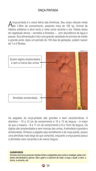 ONÇA PINTADA



A   onça-pintada é o maior felino das Américas. Seu corpo robusto mede
    até 1,80m de comprimento, pesando mais de 100 kg. Animal de
hábitos solitários e ativo tanto a noite como durante o dia. Habita áreas
de vegetação densa – cerrados e florestas –, com abundância de água e
presas. Sua alimentação inclui uma grande variedade de animais de médio
e grande porte. Após um período de 100 dias de gestação, podem nascer
de 1 a 4 filhotes.

                                                                                 Nelton Luz



 Quatro digitos arredondados
  e sem a marca das unhas




    Almofada arredondada




As pegadas da onça-pintada são grandes e bem características. A
dianteira – 10 a 12 cm de comprimento e 10 a 13 de largura – é maior
do que a traseira – 9 a 11 cm de comprimento e 9 a 10cm de largura. Os
dígitos são arredondados e sem marcas das unhas. A almofada é grande e
arredondada. Embora a pegada seja semelhante à da onça-parda, possui
uma almofada mais larga do que comprida, enquanto a onça-parda possui
a almofada mais comprida e de menor largura.



 CARNÍVOROS
 Animais carnívoros possuem dentes fortes e adaptados para cortar e mastigar, patas com
 dedos almofadados e garras. São o gato e o cachorro do mato, a onça, o quati, a irara a
 lontra, a ariranha, etc.

                                          39
 