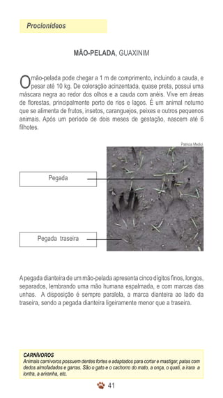 Procionídeos


                         MÃO-PELADA, GUAXINIM



O     mão-pelada pode chegar a 1 m de comprimento, incluindo a cauda, e
      pesar até 10 kg. De coloração acinzentada, quase preta, possui uma
máscara negra ao redor dos olhos e a cauda com anéis. Vive em áreas
de florestas, principalmente perto de rios e lagos. É um animal noturno
que se alimenta de frutos, insetos, caranguejos, peixes e outros pequenos
animais. Após um período de dois meses de gestação, nascem até 6
filhotes.

                                                                              Patricia Medici




             Pegada




        Pegada traseira




A pegada dianteira de um mão-pelada apresenta cinco dígitos finos, longos,
separados, lembrando uma mão humana espalmada, e com marcas das
unhas. A disposição é sempre paralela, a marca dianteira ao lado da
traseira, sendo a pegada dianteira ligeiramente menor que a traseira.




 CARNÍVOROS
 Animais carnívoros possuem dentes fortes e adaptados para cortar e mastigar, patas com
 dedos almofadados e garras. São o gato e o cachorro do mato, a onça, o quati, a irara a
 lontra, a ariranha, etc.

                                          41
 