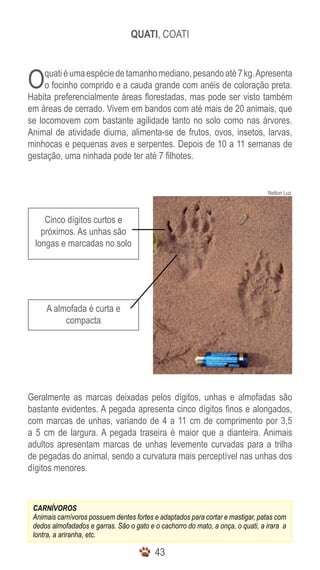 QUATI, COATI



O    quati é uma espécie de tamanho mediano, pesando até 7 kg. Apresenta
     o focinho comprido e a cauda grande com anéis de coloração preta.
Habita preferencialmente áreas florestadas, mas pode ser visto também
em áreas de cerrado. Vivem em bandos com até mais de 20 animais, que
se locomovem com bastante agilidade tanto no solo como nas árvores.
Animal de atividade diurna, alimenta-se de frutos, ovos, insetos, larvas,
minhocas e pequenas aves e serpentes. Depois de 10 a 11 semanas de
gestação, uma ninhada pode ter até 7 filhotes.


                                                                                 Nelton Luz



     Cinco dígitos curtos e
    próximos. As unhas são
  longas e marcadas no solo




     A almofada é curta e
          compacta




Geralmente as marcas deixadas pelos dígitos, unhas e almofadas são
bastante evidentes. A pegada apresenta cinco dígitos finos e alongados,
com marcas de unhas, variando de 4 a 11 cm de comprimento por 3,5
a 5 cm de largura. A pegada traseira é maior que a dianteira. Animais
adultos apresentam marcas de unhas levemente curvadas para a trilha
de pegadas do animal, sendo a curvatura mais perceptível nas unhas dos
dígitos menores.



 CARNÍVOROS
 Animais carnívoros possuem dentes fortes e adaptados para cortar e mastigar, patas com
 dedos almofadados e garras. São o gato e o cachorro do mato, a onça, o quati, a irara a
 lontra, a ariranha, etc.

                                          43
 
