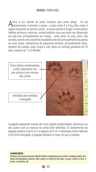 IRARA, PAPA-MEL



A   irara é um animal de porte mediano que pode atingir 1m de
    comprimento, incluindo a cauda, e pesa entre 4 a 5 kg. Seu corpo é
esguio enquanto as pernas curtas, a cauda peluda e longa. A irara possui
hábitos diurnos e noturnos, animal solitário mas que pode ser observado
em par.Vive principalmente em matas, anda tanto no solo como nas
árvores, sendo uma excelente escaladora devido principalmente às garras
de suas patas. Alimenta-se de pequenos animais, principalmente ratos,
também de insetos, aves, frutos e mel. Após um período gestativo de 70
dias, nascem de 1 a 3 filhotes.


                                                                                 Nelton Luz


 Cinco dígitos arredondados,
    curtos, separados uns
  dos outros e com marcas
          das unhas




    Almofada bem definida
         e alongada




A pegada apresenta marcas de cinco dígitos arredondados, próximos uns
dos outros com as marcas de unhas bem definidas. O comprimento da
pegada traseira é de 8 cm e a largura de 5 cm. A almofada é bem definida
e de forma alongada. A pegada dianteira é maior do que a traseira.




 CARNÍVOROS
 Animais carnívoros possuem dentes fortes e adaptados para cortar e mastigar, patas com
 dedos almofadados e garras. São o gato e o cachorro do mato, a onça, o quati, a irara a
 lontra, a ariranha, etc.

                                          45
 