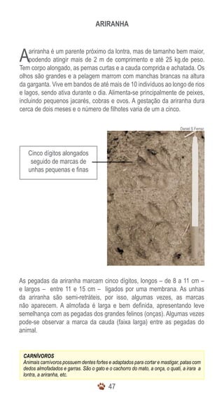 ARIRANHA



A   ariranha é um parente próximo da lontra, mas de tamanho bem maior,
    podendo atingir mais de 2 m de comprimento e até 25 kg.de peso.
Tem corpo alongado, as pernas curtas e a cauda comprida e achatada. Os
olhos são grandes e a pelagem marrom com manchas brancas na altura
da garganta. Vive em bandos de até mais de 10 indivíduos ao longo de rios
e lagos, sendo ativa durante o dia. Alimenta-se principalmente de peixes,
incluindo pequenos jacarés, cobras e ovos. A gestação da ariranha dura
cerca de dois meses e o número de filhotes varia de um a cinco.

                                                                              Daniel S Ferraz




   Cinco dígitos alongados
    seguido de marcas de
   unhas pequenas e finas




As pegadas da ariranha marcam cinco dígitos, longos – de 8 a 11 cm –
e largos – entre 11 e 15 cm – ligados por uma membrana. As unhas
da ariranha são semi-retráteis, por isso, algumas vezes, as marcas
não aparecem. A almofada é larga e bem definida, apresentando leve
semelhança com as pegadas dos grandes felinos (onças). Algumas vezes
pode-se observar a marca da cauda (faixa larga) entre as pegadas do
animal.


 CARNÍVOROS
 Animais carnívoros possuem dentes fortes e adaptados para cortar e mastigar, patas com
 dedos almofadados e garras. São o gato e o cachorro do mato, a onça, o quati, a irara a
 lontra, a ariranha, etc.

                                          47
 
