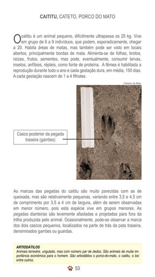 CAITITU, CATETO, PORCO DO MATO



O    caititu é um animal pequeno, dificilmente ultrapassa os 25 kg. Vive
     em grupo de 6 a 9 indivíduos, que podem, esporadicamente, chegar
a 20. Habita áreas de matas, mas também pode ser visto em locais
abertos, principalmente bordas de mata. Alimenta-se de folhas, brotos,
raízes, frutos, sementes, mas pode, eventualmente, consumir larvas,
insetos, anfíbios, répteis, como fonte de proteína. A fêmea é habilitada a
reprodução durante todo o ano e cada gestação dura, em média, 150 dias.
A cada gestação nascem de 1 a 4 filhotes.
                                                                          Fabiano de Melo




  Casco posterior da pegada
      traseira (garrões)




As marcas das pegadas do caititu são muito parecidas com as de
queixada, mas são relativamente pequenas, variando entre 3,5 e 4,5 cm
de comprimento por 3,5 a 4 cm de largura, além de serem observadas
em menor número, pois esta espécie vive em grupos menores. As
pegadas dianteiras são levemente afastadas e projetadas para fora da
trilha produzida pelo animal. Ocasionalmente, pode-se observar a marca
dos dois cascos pequenos, localizados na parte de trás da pata traseira,
denominados garrões ou guardas.


 ARTIODÁTILOS
 Animais terrestre, ungulado, mas com número par de dedos. São animais de muita im-
 portância econômica para o homem. São artiodátilos o porco-do-mato, o caititu, o boi
 entre outros.

                                         53
 
