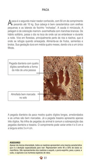 PACA



A    paca é o segundo maior roedor conhecido, com 50 cm de comprimento
     e pesando até 10 kg. Sua cabeça é bem característica com orelhas
pequenas e as laterais do focinho “inchadas”. A cauda é minúscula. A
pelagem é de coloração marrom- avermelhada com manchas brancas. De
hábito solitário, passa o dia na toca de onde sai ao entardecer e durante
a noite. Vive em florestas, principalmente perto de rios e riachos, que é
onde se refugia quando ameaçada. Alimenta-se de frutos, sementes e
brotos. Sua gestação dura em média quatro meses, dando cria a um único
filhote.

                                                                                Nelton Luz



 Pegada dianteira com quatro
  dígitos semelhante a forma
    da mão de uma pessoa




   Almofada bem marcada
          no solo




A pegada dianteira da paca mostra quatro dígitos longos, arredondados
e as unhas são bem marcadas. Já a pegada traseira apresenta apenas
três dígitos. Na trilha de pegadas do animal é comum a sobreposição das
pegadas dianteira e traseira. O comprimento pode variar entre 4 e 5 cm e
a largura entre 3 e 4 cm.




 ROEDORES
 Apesar da imensa diversidade, todos os roedores apresentam uma mesma característica
 que é a dentição especializada para roer. Representam entre 40 a 50% de todos os
 mamíferos. São representantes dos roedores o esquilo, o porco-espinho, paca, a paca, a
 cutia, a capivara e as inúmeras espécies de ratos.

                                         61
 