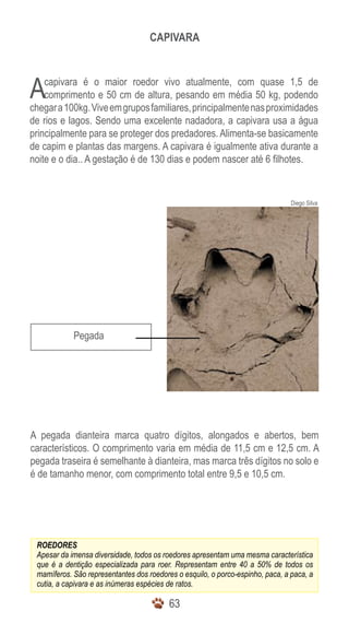 CAPIVARA



A   capivara é o maior roedor vivo atualmente, com quase 1,5 de
    comprimento e 50 cm de altura, pesando em média 50 kg, podendo
chegar a 100kg. Vive em grupos familiares, principalmente nas proximidades
de rios e lagos. Sendo uma excelente nadadora, a capivara usa a água
principalmente para se proteger dos predadores. Alimenta-se basicamente
de capim e plantas das margens. A capivara é igualmente ativa durante a
noite e o dia.. A gestação é de 130 dias e podem nascer até 6 filhotes.


                                                                                Diego Silva




            Pegada




A pegada dianteira marca quatro dígitos, alongados e abertos, bem
característicos. O comprimento varia em média de 11,5 cm e 12,5 cm. A
pegada traseira é semelhante à dianteira, mas marca três dígitos no solo e
é de tamanho menor, com comprimento total entre 9,5 e 10,5 cm.




 ROEDORES
 Apesar da imensa diversidade, todos os roedores apresentam uma mesma característica
 que é a dentição especializada para roer. Representam entre 40 a 50% de todos os
 mamíferos. São representantes dos roedores o esquilo, o porco-espinho, paca, a paca, a
 cutia, a capivara e as inúmeras espécies de ratos.

                                          63
 