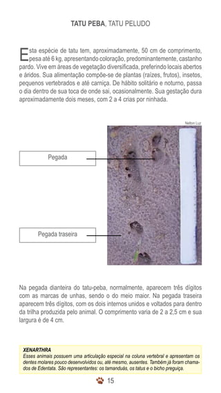 1515
Esta espécie de tatu tem, aproximadamente, 50 cm de comprimento,
pesa até 6 kg, apresentando coloração, predominantemente, castanho
pardo. Vive em áreas de vegetação diversificada, preferindo locais abertos
e áridos. Sua alimentação compõe-se de plantas (raízes, frutos), insetos,
pequenos vertebrados e até carniça. De hábito solitário e noturno, passa
o dia dentro de sua toca de onde sai, ocasionalmente. Sua gestação dura
aproximadamente dois meses, com 2 a 4 crias por ninhada.
Na pegada dianteira do tatu-peba, normalmente, aparecem três dígitos
com as marcas de unhas, sendo o do meio maior. Na pegada traseira
aparecem três dígitos, com os dois internos unidos e voltados para dentro
da trilha produzida pelo animal. O comprimento varia de 2 a 2,5 cm e sua
largura é de 4 cm.
XENARTHRA
Esses animais possuem uma articulação especial na coluna vertebral e apresentam os
dentes molares pouco desenvolvidos ou, até mesmo, ausentes. Também já foram chama-
dos de Edentata. São representantes: os tamanduás, os tatus e o bicho preguiça.
TATU PEBA, TATU PELUDO
Pegada
Pegada traseira
Nelton Luz
 