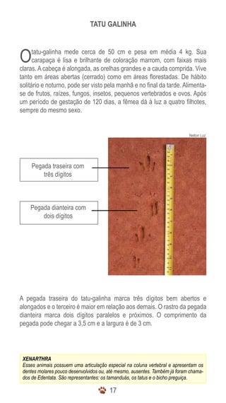 1717
Nelton Luz
Tatu galinha
Pegada traseira com
três dígitos
Pegada dianteira com
dois dígitos
XENARTHRA
Esses animais possuem uma articulação especial na coluna vertebral e apresentam os
dentes molares pouco desenvolvidos ou, até mesmo, ausentes. Também já foram chama-
dos de Edentata. São representantes: os tamanduás, os tatus e o bicho preguiça.
Otatu-galinha mede cerca de 50 cm e pesa em média 4 kg. Sua
carapaça é lisa e brilhante de coloração marrom, com faixas mais
claras. A cabeça é alongada, as orelhas grandes e a cauda comprida. Vive
tanto em áreas abertas (cerrado) como em áreas florestadas. De hábito
solitário e noturno, pode ser visto pela manhã e no final da tarde. Alimenta-
se de frutos, raízes, fungos, insetos, pequenos vertebrados e ovos. Após
um período de gestação de 120 dias, a fêmea dá à luz a quatro filhotes,
sempre do mesmo sexo.
A pegada traseira do tatu-galinha marca três dígitos bem abertos e
alongados e o terceiro é maior em relação aos demais. O rastro da pegada
dianteira marca dois dígitos paralelos e próximos. O comprimento da
pegada pode chegar a 3,5 cm e a largura é de 3 cm.
 