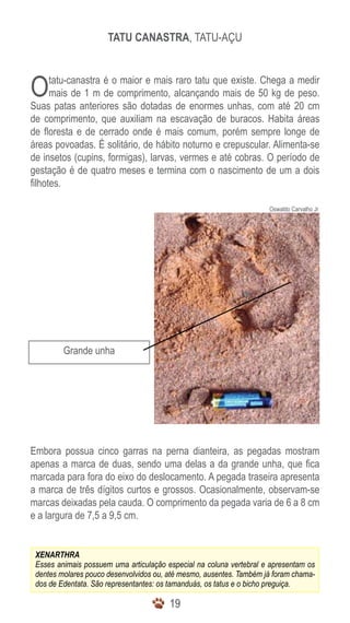 1919
Oswaldo Carvalho Jr
Tatu canastra, tatu-açu
Grande unha
XENARTHRA
Esses animais possuem uma articulação especial na coluna vertebral e apresentam os
dentes molares pouco desenvolvidos ou, até mesmo, ausentes. Também já foram chama-
dos de Edentata. São representantes: os tamanduás, os tatus e o bicho preguiça.
Otatu-canastra é o maior e mais raro tatu que existe. Chega a medir
mais de 1 m de comprimento, alcançando mais de 50 kg de peso.
Suas patas anteriores são dotadas de enormes unhas, com até 20 cm
de comprimento, que auxiliam na escavação de buracos. Habita áreas
de floresta e de cerrado onde é mais comum, porém sempre longe de
áreas povoadas. É solitário, de hábito noturno e crepuscular. Alimenta-se
de insetos (cupins, formigas), larvas, vermes e até cobras. O período de
gestação é de quatro meses e termina com o nascimento de um a dois
filhotes.
Embora possua cinco garras na perna dianteira, as pegadas mostram
apenas a marca de duas, sendo uma delas a da grande unha, que fica
marcada para fora do eixo do deslocamento. A pegada traseira apresenta
a marca de três dígitos curtos e grossos. Ocasionalmente, observam-se
marcas deixadas pela cauda. O comprimento da pegada varia de 6 a 8 cm
e a largura de 7,5 a 9,5 cm.
 