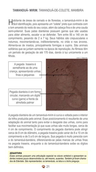 2121
Julio C. Dalponte
Tamanduá- mirim, Tamanduá-de-colete, Mambira
A pegada traseira é
semelhante ao de uma
criança, apresentando unhas
finas e pequenas
Pegada dianteira é em forma
circular, marcando um digito
curvo (garra) a frente da
almofada palmar
XENARTHRA
Esses animais possuem uma articulação especial na coluna vertebral e apresentam os
dentes molares pouco desenvolvidos ou, até mesmo, ausentes. Também já foram chama-
dos de Edentata. São representantes: os tamanduás, os tatus e o bicho preguiça.
Habitante de áreas de cerrado e de florestas, o tamanduá-mirim é de
fácil identificação, pois apresenta um “colete” preto que contrasta com
o tom amarelo do resto do seu corpo, além da cabeça fina e de uma cauda
semi-prêensil. Suas patas dianteiras possuem garras que são usadas
para obter alimento, escalar e se defender. Tem entre 85 e 140 cm de
comprimento, pesando de 2 a 7 kg. Seus hábitos são crepusculares e
noturnos, movimentando-se, indiferentemente, no chão e nas árvores.
Alimenta-se de insetos, principalmente formigas e cupins. São animais
solitários que se juntam somente na época de reprodução. As fêmeas têm
um período de gestação de até 170 dias, dando à luz unicamente a um
filhote.
A pegada dianteira de um tamanduá-mirim é curva e voltada para o interior
da trilha produzida pelo animal. Esse posicionamento é resultante de uma
adaptação do animal tanto para evitar o desgaste das unhas, como para
facilitar sua movimentação já que suas unhas são muito longas, cerca de
4 cm de comprimento. O comprimento da pegada dianteira pode atingir
cerca de 8 cm de diâmetro, a pegada traseira pode variar de 8 a 10 cm de
comprimento e de 5 a 6 cm de largura. Sua pegada é muito parecida com
a do tamanduá-bandeira, diferenciando-se pelas marcas de unhas finas
na pegada traseira, enquanto a do tamanduá-bandeira exibe os dígitos
bem definidos.
 