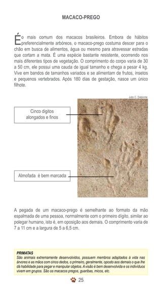 2525
Julio C. Dalponte
Macaco-prego
Cinco digitos
alongados e finos
Almofada é bem marcada
PRIMATAS
São animais extremamente desenvolvidos, possuem membros adaptados à vida nas
árvores e as mãos com cinco dedos, o primeiro, geralmente, oposto aos demais o que lhe
dá habilidade para pegar e manipular objetos.Avisão é bem desenvolvida e os indivíduos
vivem em grupos. São os macacos pregos, guaribas, micos, etc.
Éo mais comum dos macacos brasileiros. Embora de hábitos
preferencialmente arbóreos, o macaco-prego costuma descer para o
chão em busca de alimentos, água ou mesmo para atravessar estradas
que cortam a mata. É uma espécie bastante resistente, ocorrendo nos
mais diferentes tipos de vegetação. O comprimento do corpo varia de 30
a 50 cm, ele possui uma cauda de igual tamanho e chega a pesar 4 kg.
Vive em bandos de tamanhos variados e se alimentam de frutos, insetos
e pequenos vertebrados. Após 180 dias de gestação, nasce um único
filhote.
A pegada de um macaco-prego é semelhante ao formato da mão
espalmada de uma pessoa, normalmente com o primeiro dígito, similar ao
polegar humano, isto é, em oposição aos demais. O comprimento varia de
7 a 11 cm e a largura de 5 a 6,5 cm.
 