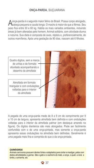 3737
Julio C. Dalponte
Onça-parda, suçuarana
Quatro dígitos, sem a marca
de unhas e de formato
afunilado acompanhando o
desenho da almofada
Almofada em formato
triangular e com ondulações
voltadas para o interior
da almofada
CARNÍVOROS
Animais carnívoros possuem dentes fortes e adaptados para cortar e mastigar, patas com
dedos almofadados e garras. São o gato e o cachorro do mato, a onça, o quati, a irara a
lontra, a ariranha, etc.
Aonça-parda é o segundo maior felino do Brasil. Possui corpo alongado,
cabeça pequena e cauda longa. O macho é maior do que a fêmea. Seu
peso fica entre 30 e 60 kg. Habita os mais variados ambientes, incluindo
áreas já bem alteradas pelo homem. Animal solitário, com atividade diurna
e noturna. Sua dieta é composta de aves, répteis e, preferencialmente, de
outros mamíferos. Após uma gestação de 90 dias, nascem até 6 filhotes.
A pegada de uma onça-parda mede de 8 a 9 cm de comprimento por 9
a 10 cm de largura, apresenta almofada bem definida e com ondulações
voltadas para o interior da almofada palmar (em destaque amarelo na
figura). Os dígitos dianteiros são mais alongados. Pode ser facilmente
confundida com o de uma onça-pintada, mas somente a onça-parda
apresenta essas ondulações na almofada bem definidas. Geralmente é
uma pegada mais fina e comprida do que a da onça-pintada.
 