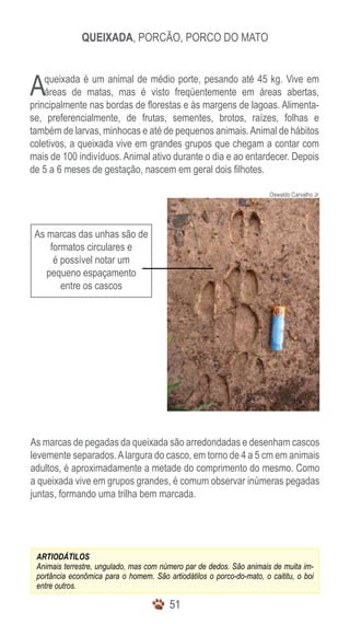 5151
ARTIODÁTILOS
Animais terrestre, ungulado, mas com número par de dedos. São animais de muita im-
portância econômica para o homem. São artiodátilos o porco-do-mato, o caititu, o boi
entre outros.
Queixada, Porcão, Porco do Mato
As marcas das unhas são de
formatos circulares e
é possível notar um
pequeno espaçamento
entre os cascos
Oswaldo Carvalho Jr
Aqueixada é um animal de médio porte, pesando até 45 kg. Vive em
áreas de matas, mas é visto freqüentemente em áreas abertas,
principalmente nas bordas de florestas e às margens de lagoas. Alimenta-
se, preferencialmente, de frutas, sementes, brotos, raízes, folhas e
também de larvas, minhocas e até de pequenos animais.Animal de hábitos
coletivos, a queixada vive em grandes grupos que chegam a contar com
mais de 100 indivíduos. Animal ativo durante o dia e ao entardecer. Depois
de 5 a 6 meses de gestação, nascem em geral dois filhotes.
As marcas de pegadas da queixada são arredondadas e desenham cascos
levemente separados.Alargura do casco, em torno de 4 a 5 cm em animais
adultos, é aproximadamente a metade do comprimento do mesmo. Como
a queixada vive em grupos grandes, é comum observar inúmeras pegadas
juntas, formando uma trilha bem marcada.
 