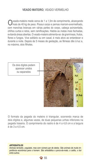 5555
Veado Mateiro, Veado Vermelho
Os dois dígitos podem
aparecer unidos
ou separados
Oswaldo Carvalho Jr
ARTIODÁTILOS
Animais terrestre, ungulado, mas com número par de dedos. São animais de muita im-
portância econômica para o homem. São artiodátilos o porco-do-mato, o caititu, o boi
entre outros.
Oveado-mateiro mede cerca de 1 a 1,5m de comprimento, alcançando
mais de 40 kg de peso. Possui corpo e pernas marrom-avermelhado,
com manchas brancas em várias partes do corpo, cabeça acinzentada,
chifres curtos e retos, sem ramificações. Habita as matas mais fechadas,
evitando áreas abertas. O veado-mateiro alimenta-se de gramíneas, frutos,
flores e fungos. Vive solitário ou em casal, é mais ativo ao entardecer e
durante a noite. Depois de 5 meses de gestação, as fêmeas dão à luz a,
no máximo, dois filhotes.
O formato da pegada do mateiro é triangular, ocorrendo marca de
dois dígitos e, algumas vezes, de duas pequenas unhas inferiores na
pegada traseira. O comprimento do rastro é de 4 a 4,8 cm e a largura
é de 3 a 4,5 cm.
 