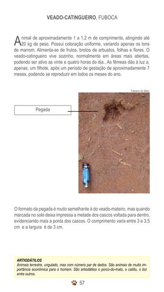 5757
Veado-Catingueiro, Fuboca
Pegada
Fabiano de Melo
ARTIODÁTILOS
Animais terrestre, ungulado, mas com número par de dedos. São animais de muita im-
portância econômica para o homem. São artiodátilos o porco-do-mato, o caititu, o boi
entre outros.
Animal de aproximadamente 1 a 1,2 m de comprimento, atingindo até
20 kg de peso. Possui coloração uniforme, variando apenas os tons
de marrom. Alimenta-se de frutos, brotos de arbustos, folhas e flores. O
veado-catingueiro vive sozinho, normalmente em áreas mais abertas,
podendo ser ativo as vinte e quatro horas do dia.. As fêmeas dão à luz a,
apenas, um filhote, após um período de gestação de aproximadamente 7
meses, podendo se reproduzir em todos os meses do ano.
O formato da pegada é muito semelhante à do veado-mateiro, mas quando
marcada no solo deixa impressa a metade dos cascos voltada para dentro,
evidenciando mais a ponta dos cascos. O comprimento varia entre 3 e 3,5
cm e a largura é de 3 cm.
 