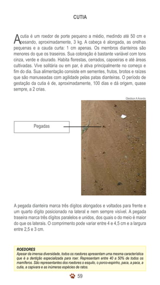 5959
ROEDORES
Apesar da imensa diversidade, todos os roedores apresentam uma mesma característica
que é a dentição especializada para roer. Representam entre 40 a 50% de todos os
mamíferos. São representantes dos roedores o esquilo, o porco-espinho, paca, a paca, a
cutia, a capivara e as inúmeras espécies de ratos.
Cutia
Pegadas
Gleidson AAranda
Acutia é um roedor de porte pequeno a médio, medindo até 50 cm e
pesando, aproximadamente, 3 kg. A cabeça é alongada, as orelhas
pequenas e a cauda curta: 1 cm apenas. Os membros dianteiros são
menores do que os traseiros. Sua coloração é bastante variável com tons
cinza, verde e dourado. Habita florestas, cerrados, capoeiras e até áreas
cultivadas. Vive solitária ou em par, é ativa principalmente no começo e
fim do dia. Sua alimentação consiste em sementes, frutos, brotos e raízes
que são manuseadas com agilidade pelas patas dianteiras. O período de
gestação da cutia é de, aproximadamente, 100 dias e dá origem, quase
sempre, a 2 crias.
A pegada dianteira marca três dígitos alongados e voltados para frente e
um quarto dígito posicionado na lateral e nem sempre visível. A pegada
traseira marca três dígitos paralelos e unidos, dos quais o do meio é maior
do que os laterais. O comprimento pode variar entre 4 e 4,5 cm e a largura
entre 2,5 e 3 cm.
 