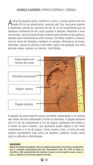 6565
Ouriço caixeiro, Porco espinho, Coendu
Pegada dianteira
Quatro dígitos com
marcas das unhas
Almofada arredondada
Pegada traseira
Nelton Luz
ROEDORES
Apesar da imensa diversidade, todos os roedores apresentam uma mesma característica
que é a dentição especializada para roer. Representam entre 40 a 50% de todos os
mamíferos. São representantes dos roedores o esquilo, o porco-espinho, paca, a paca, a
cutia, a capivara e as inúmeras espécies de ratos.
Animal de pequeno porte, inofensivo e lento, o ouriço-caixeiro tem em
média 50 cm de comprimento, pesando até 5 kg. Sua parte superior
é totalmente coberta por espinhos de até 10 cm de comprimento que se
destacam facilmente de seu corpo quando é atacado. Adaptado a viver
nas árvores, usa sua cauda longa e preênsil para prender-se aos galhos e
também para movimentar-se entre árvores. De hábito solitário e noturno,
vive em áreas de florestas e também no cerrado. Alimenta-se de frutos,
sementes, cascas de árvores e até folhas. Após uma gestação que dura
até sete meses, nascem, no máximo, dois filhotes.
A pegada do porco-espinho possui almofada arredondada e as marcas
das unhas são bem delineadas à frente da almofada. A pegada dianteira
com 6,5 cm de comprimento e 3,5 de largura, apresenta três dígitos e
é menor do que a traseira que apresenta quatro dígitos e tem 10cm
comprimento e 5 cm de largura. Como mostra a foto, a marca da pata
traseira normalmente está acima da dianteira, podendo muitas vezes
cobrir ou dificultar a identificação.
 