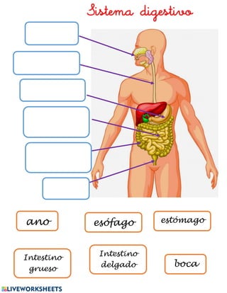Sistema digestivo
esófago estómago
Intestino
grueso
boca
ano
Intestino
delgado
 