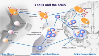 pro-B
pre-B
Stem cell
Plasma cell
(long lived)
Mature naive
B cell
Activated
B cell
Lymph follicle
with germinal center
Plasmablast Memory
B cell
Follicle-like
aggregates
Bystander
activation
Plasma cell
(long lived)
OCB
CNS Educated B cells CSF
Dendritic
Cell
T cell
B cells and the brain
Plasmablast
Bone Marrow Central Nervous SystemSecondary Lymphoid TissuesCNS, central nervous system; CSF, cerebrospinal fluid; OCB, oligoclonal band.
 