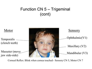 Function CN 5 – Trigeminal
(cont)
Ophthalmic(V1)
Maxillary (V2)
Mandibular (V3)
Temporalis
(clench teeth)
Masseter (move
jaw side-side)
SensoryMotor
Corneal Reflex: Blink when cornea touched - Sensory CN 5, Motor CN 7
 