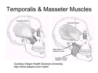 Temporalis & Masseter Muscles
Courtesy Oregon Health Sciences University:
http://home.teleport.com/~bobh/
 