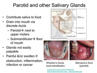 Parotid and other Salivary Glands
• Contribute saliva to food
• Drain into mouth via
discrete ducts
– Parotid next to
upper molars
– Submandibular floor
of mouth
• Glands not easily
palpable
• Painful &/or swollen if:
obstruction, inflammation,
infection or cancer
Images from LSU School of Medicine:
www.medschool.lsuhsc.edu/.../docs/parotitis.pptx
Wharton’s Ducts Stensens’s Duct
(sub-mandibular) (parotid)
 