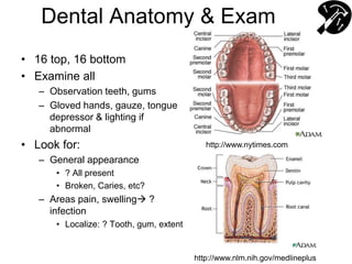Dental Anatomy & Exam
• 16 top, 16 bottom
• Examine all
– Observation teeth, gums
– Gloved hands, gauze, tongue
depressor & lighting if
abnormal
• Look for:
– General appearance
• ? All present
• Broken, Caries, etc?
– Areas pain, swelling ?
infection
• Localize: ? Tooth, gum, extent
http://www.nytimes.com
http://www.nlm.nih.gov/medlineplus
 