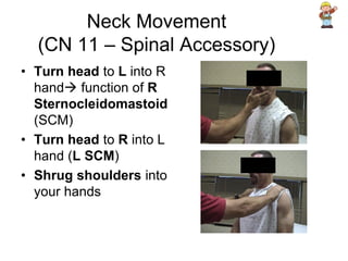 Neck Movement
(CN 11 – Spinal Accessory)
• Turn head to L into R
hand function of R
Sternocleidomastoid
(SCM)
• Turn head to R into L
hand (L SCM)
• Shrug shoulders into
your hands
 