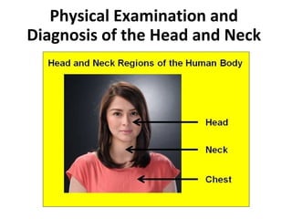 Head Schema Physical Examination and Diagnosis of the Head and Neck - ROJoson ...