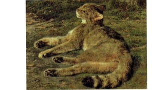 Chat Sauvage 1850
 
