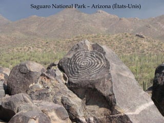 Saguaro National Park – Arizona (États-Unis)