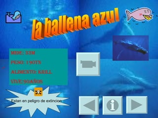 la ballena azul Mide: 33m Peso: 190tn Alimento: krill Vive:90años Estan en peligro de extincion 